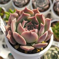 まりえ☆タニク