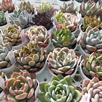 まりえ☆タニク