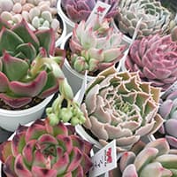 まりえ☆タニク