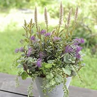 green and happy life