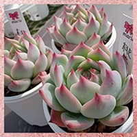 まりえ☆タニク