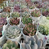 まりえ☆タニク