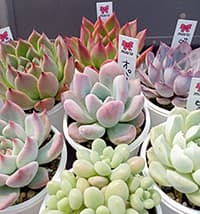 まりえ☆タニク