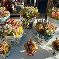 ねこめがね、たにくしょっぷ Aki