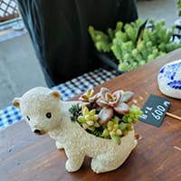 プチグリーンさちこ