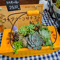 プチグリーンさちこ