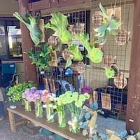 rosie.s_plants / popo_plants_