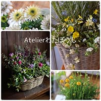 Atelier わたぼうし