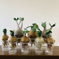 羊毛フェルト桃丸