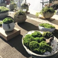 木工やまぼうし