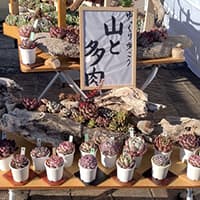 山と多肉
