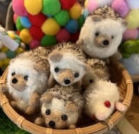 シロクロらいおん、moffy、hinatanomado