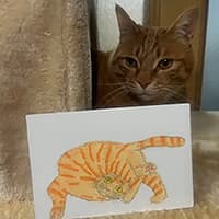 はなっぴげのでーご